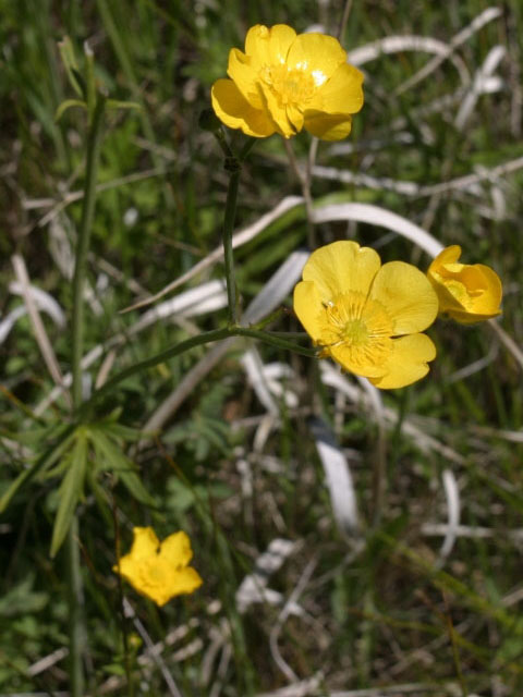 Лютик едкий (Ranúnculus Ácris